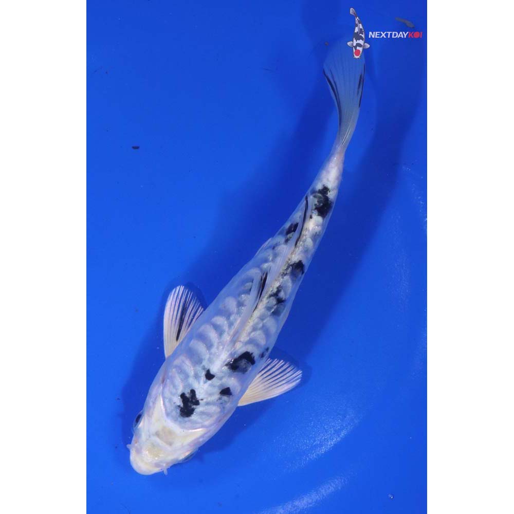 6.5” Imported Doitsu Gin Shiro Bekko