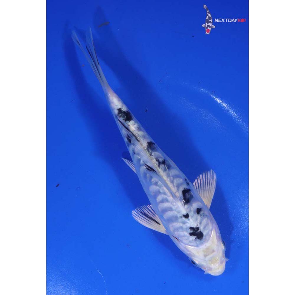 6.5” Imported Doitsu Gin Shiro Bekko