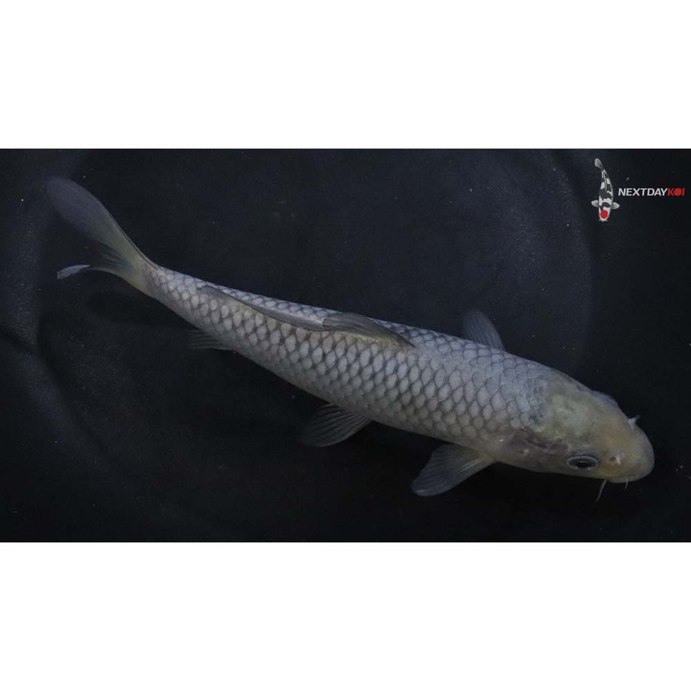 6.5” Imported Soragoi