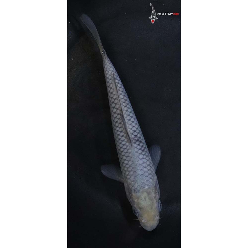 6.5” Imported Soragoi