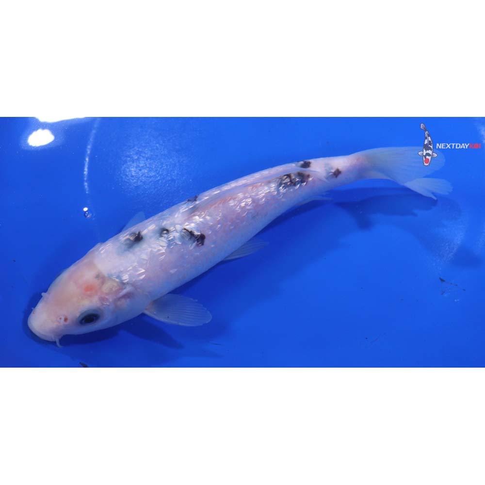 6” Imported Gin Rin Shiro Bekko