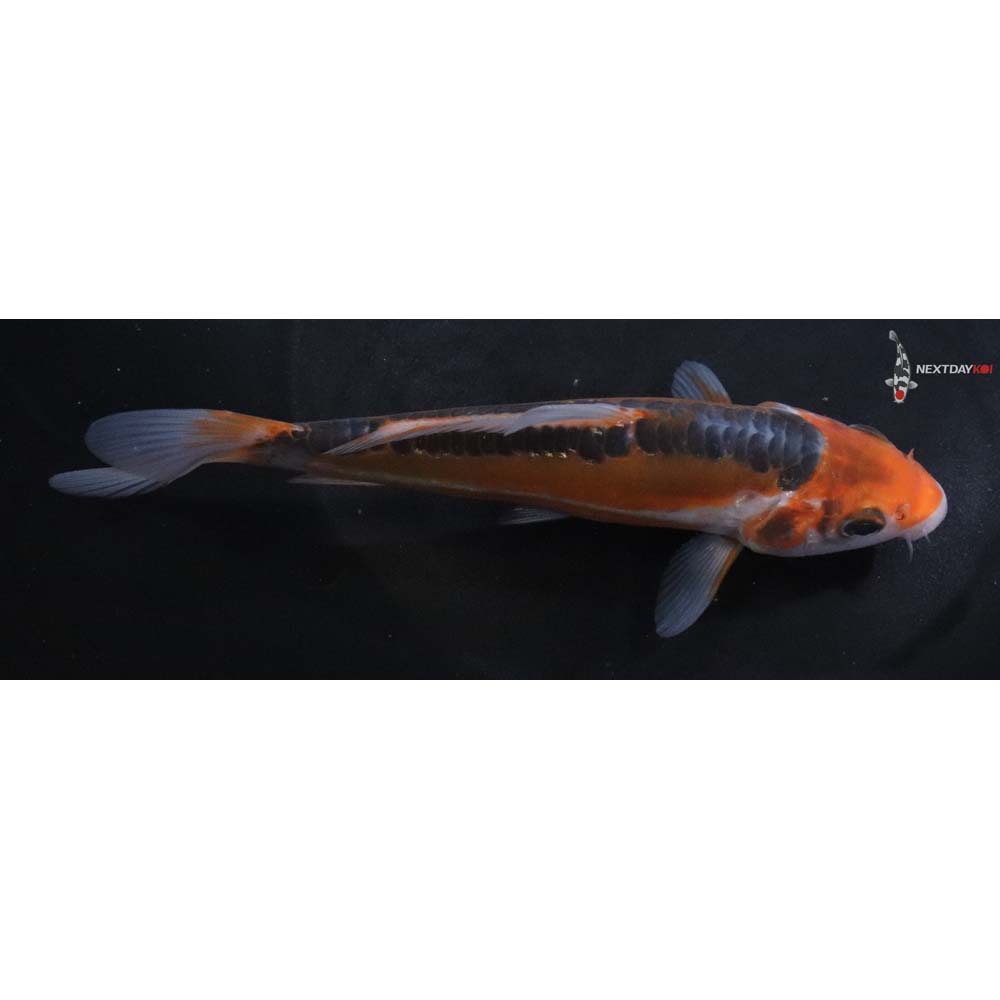 6.5” Imported Shusui