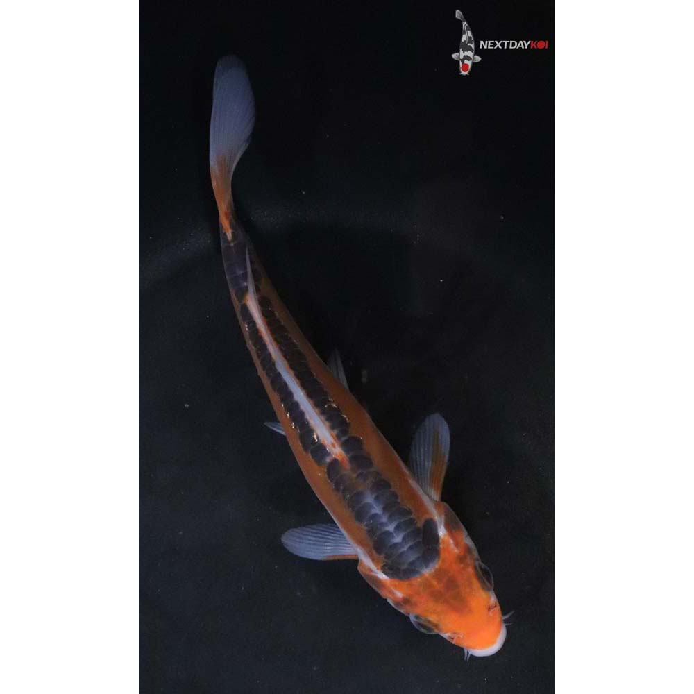 6.5” Imported Shusui