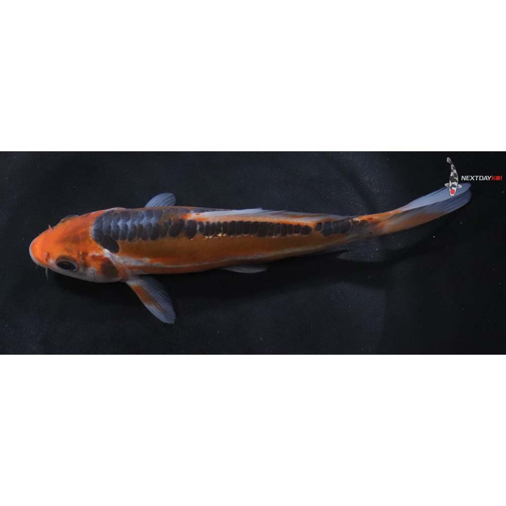 6.5” Imported Shusui