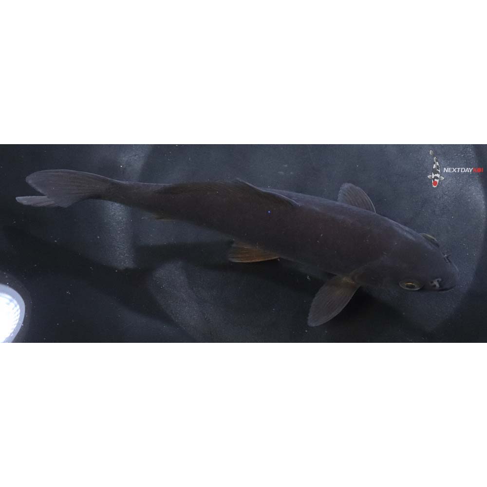 7” Imported Chagoi