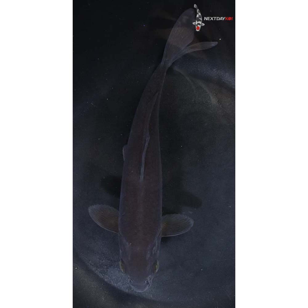 7” Imported Chagoi