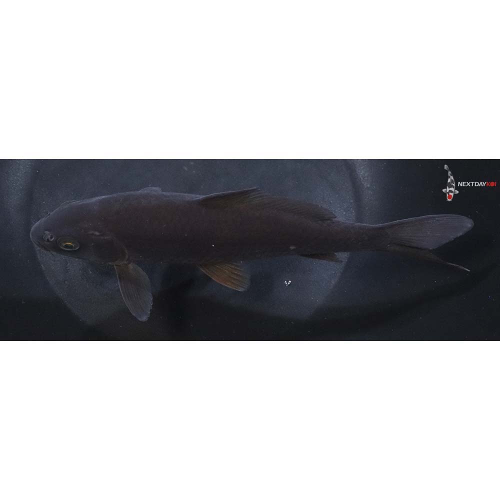 7” Imported Chagoi