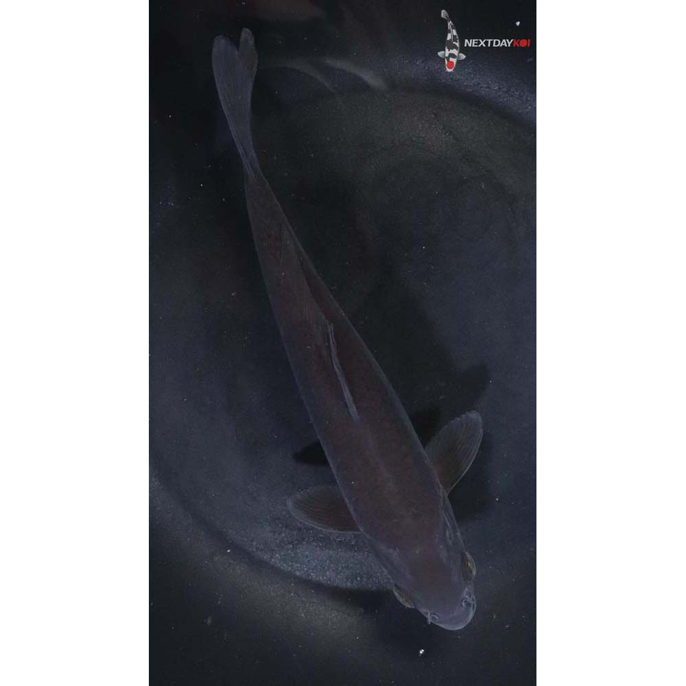 7” Imported Chagoi