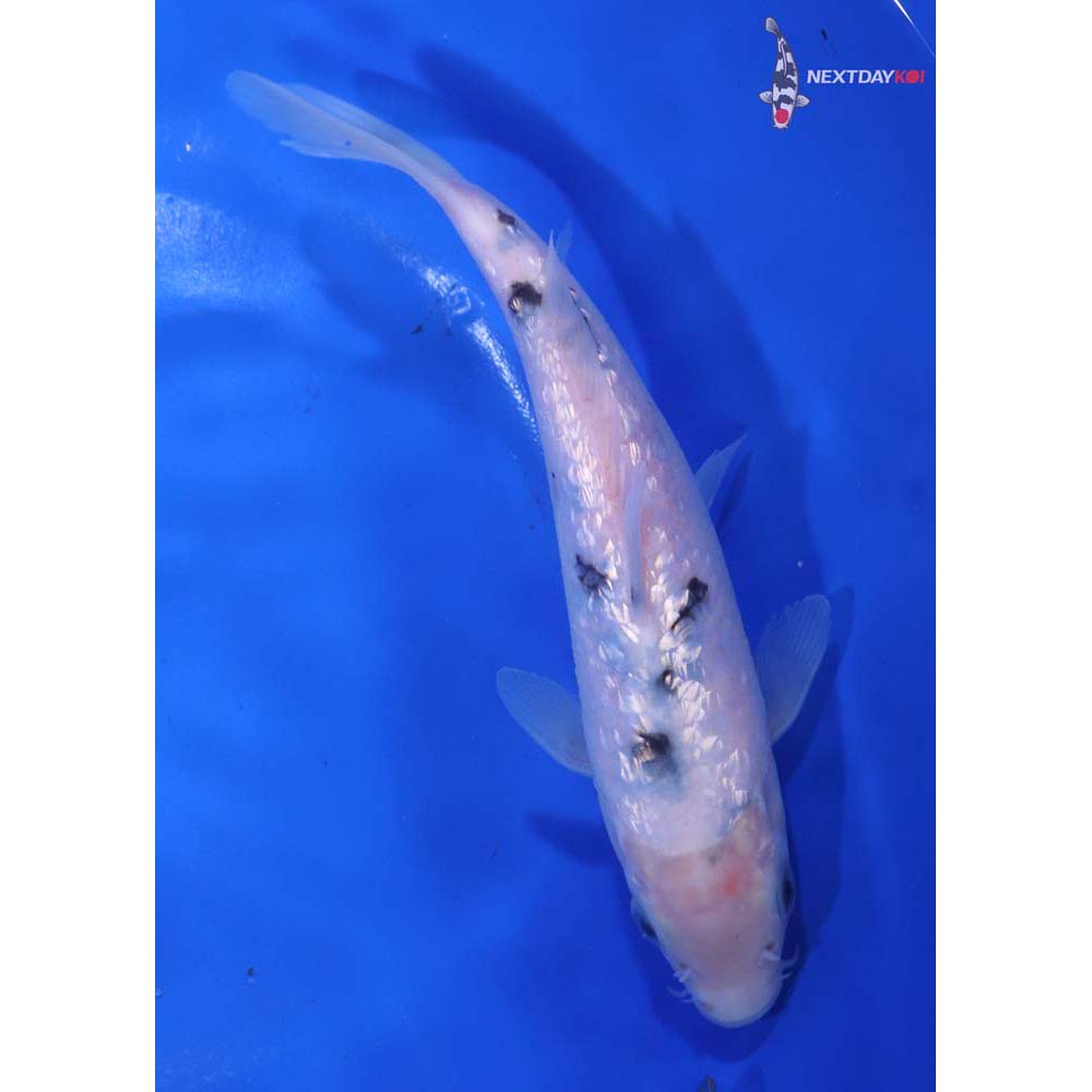 6” Imported Gin Rin Shiro Bekko