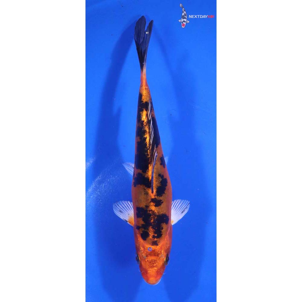 6” Imported Doitsu Kin Aka Bekko