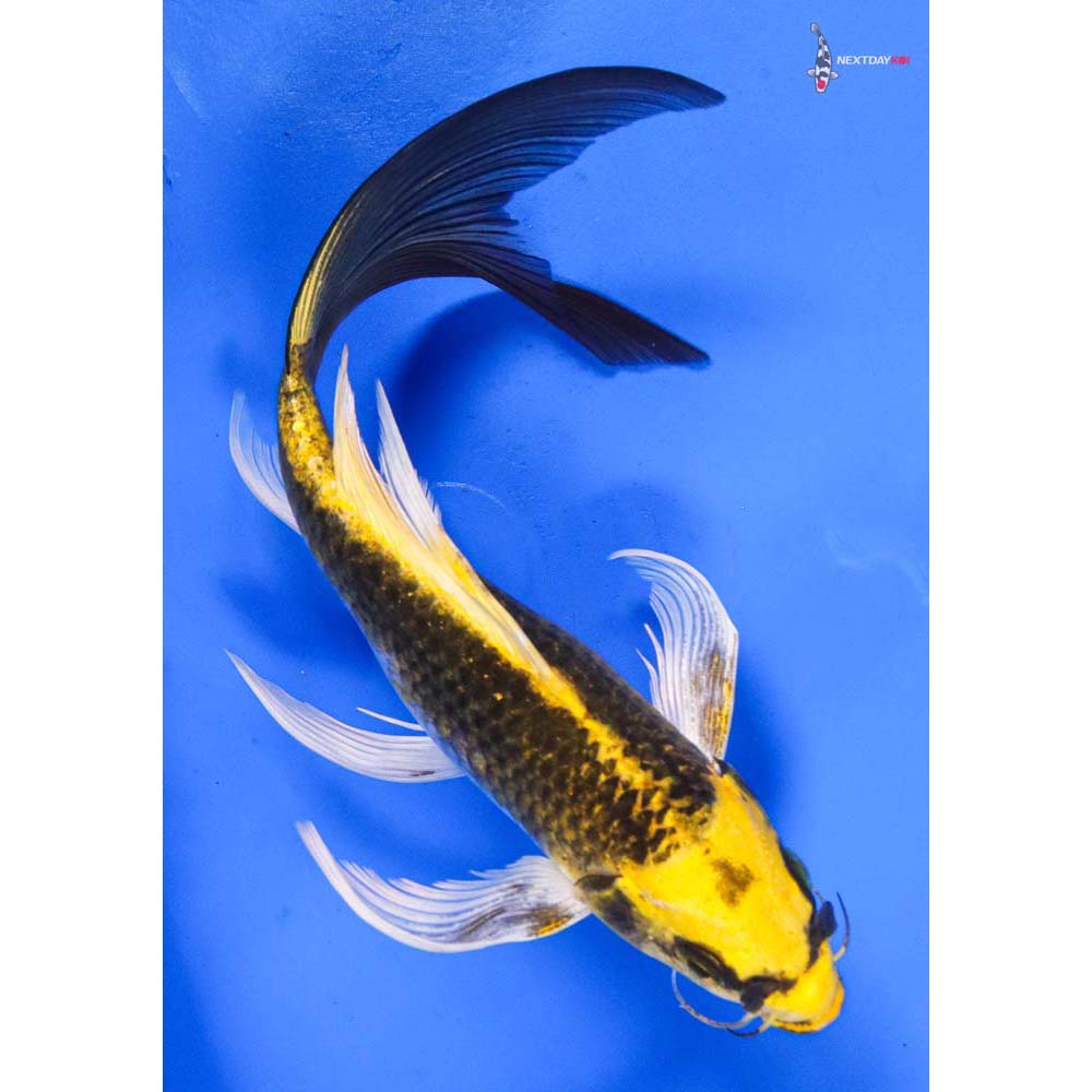 7.5” Imported Ki Matsuba Butterfly Koi