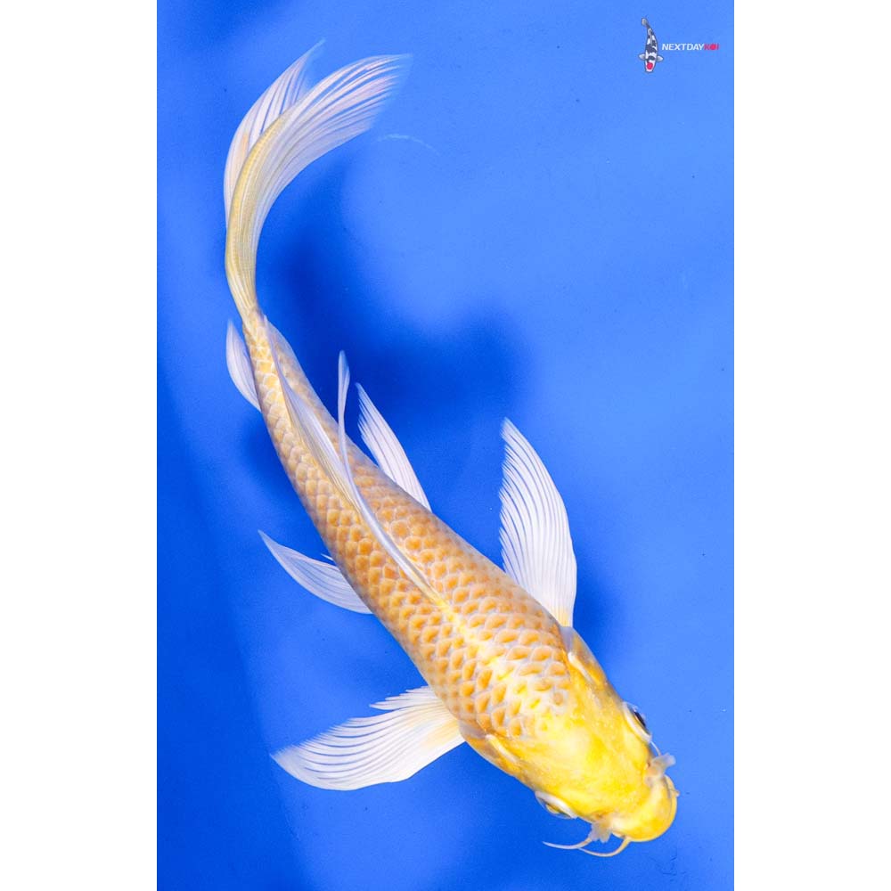 7” Imported Yamabuki Ogon Butterfly Koi