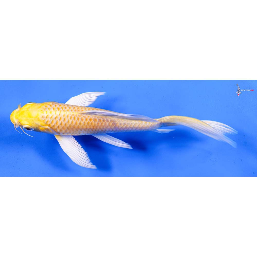 7” Imported Yamabuki Ogon Butterfly Koi