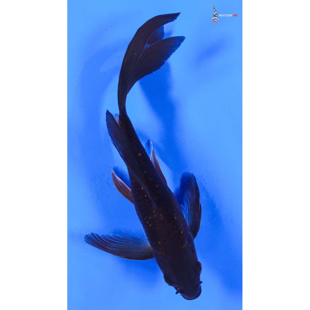 8” Imported Gin Rin Chagoi Butterfly Koi