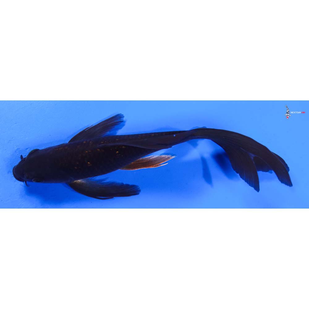 8” Imported Gin Rin Chagoi Butterfly Koi