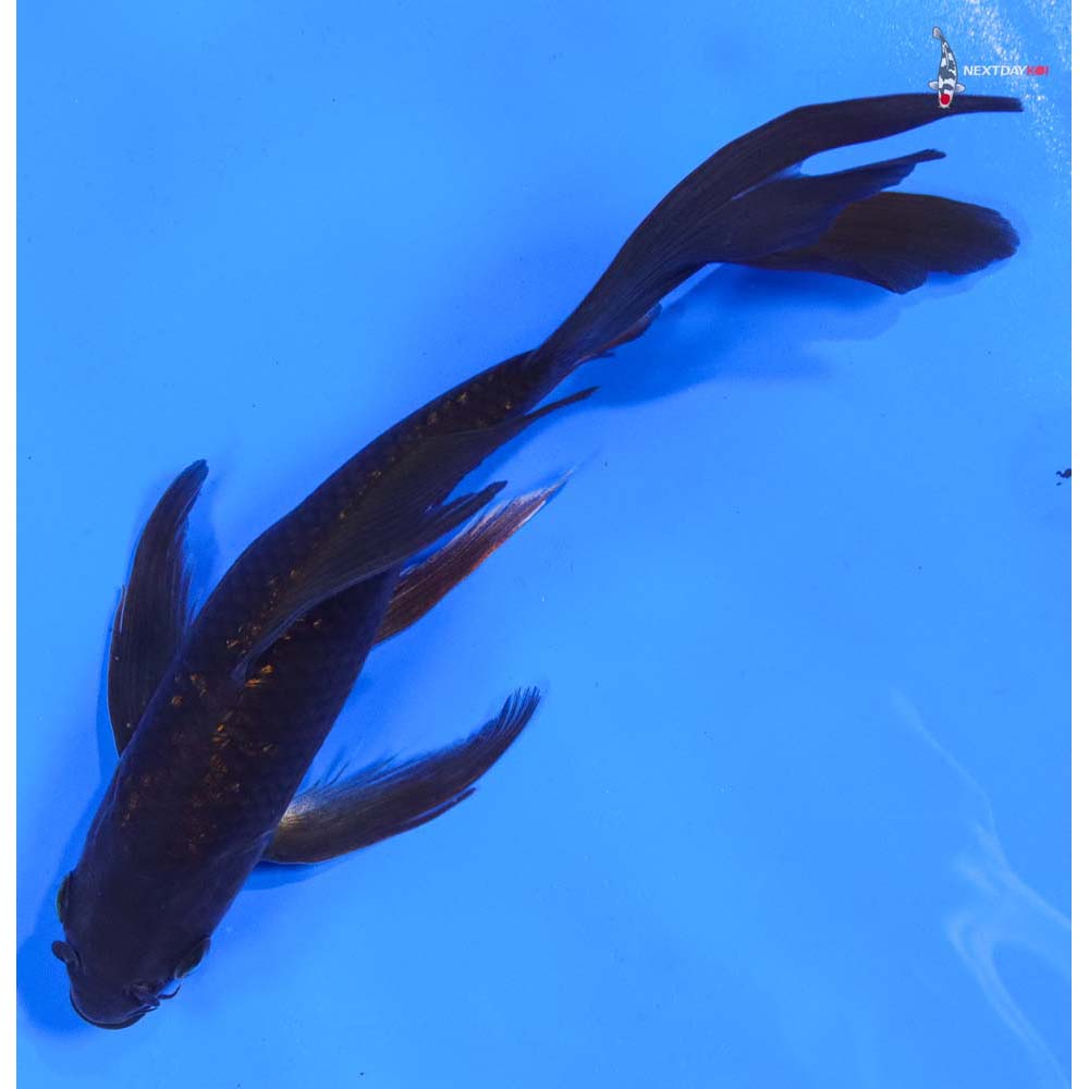 8” Imported Gin Rin Chagoi Butterfly Koi