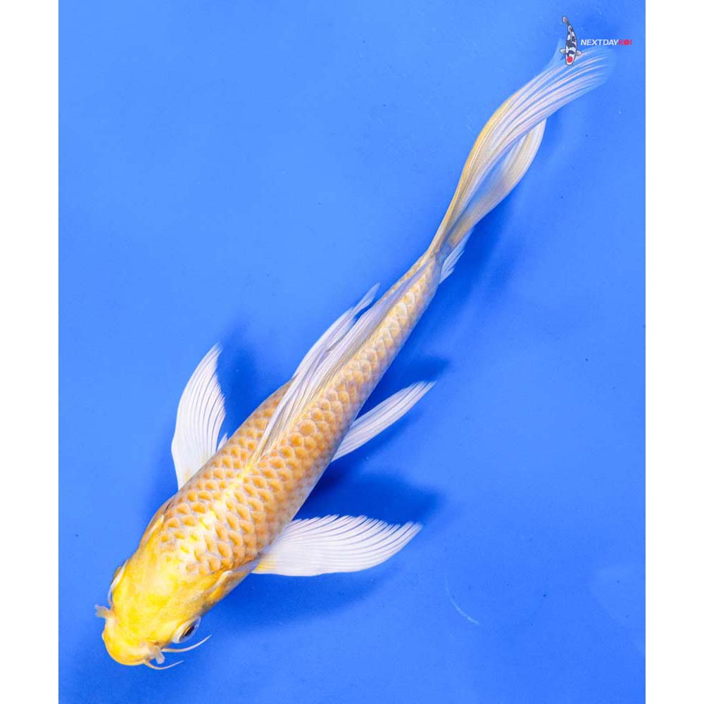 7” Imported Yamabuki Ogon Butterfly Koi
