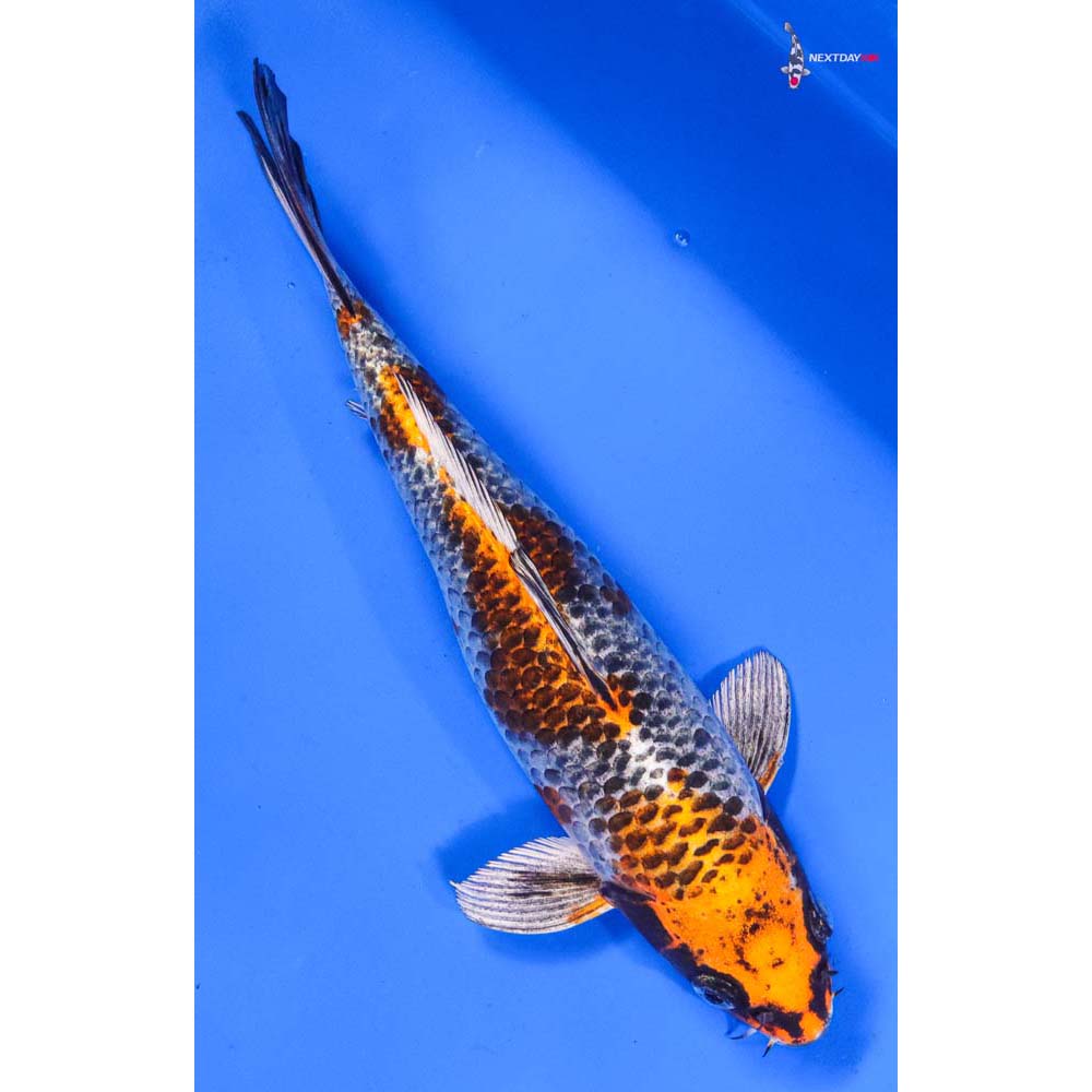 9” Imported Kujaku