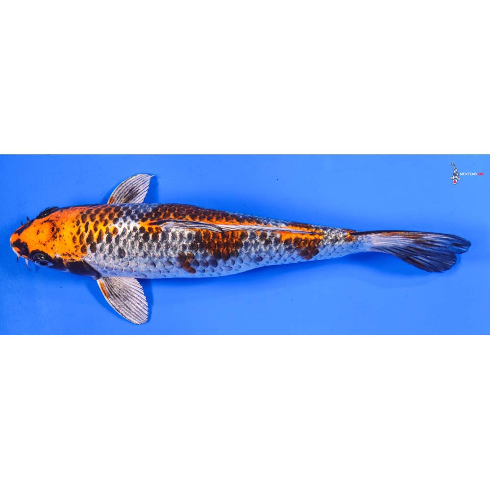 9” Imported Kujaku