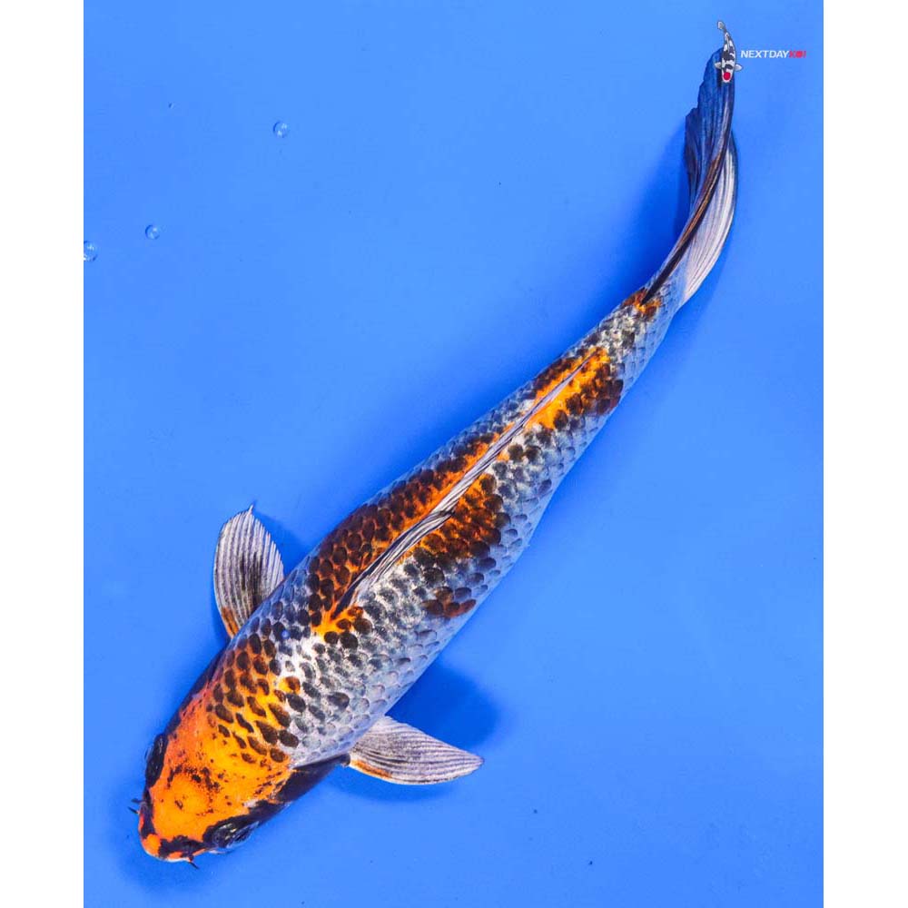 9” Imported Kujaku