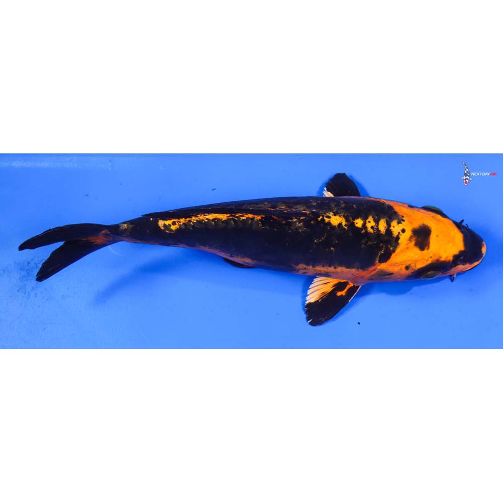 8.5” Imported Kin Kikokuryu