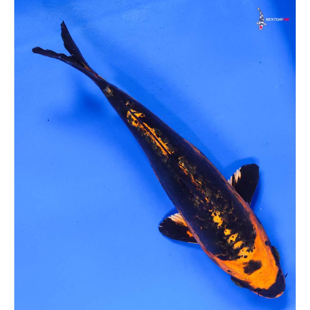 8.5” Imported Kin Kikokuryu