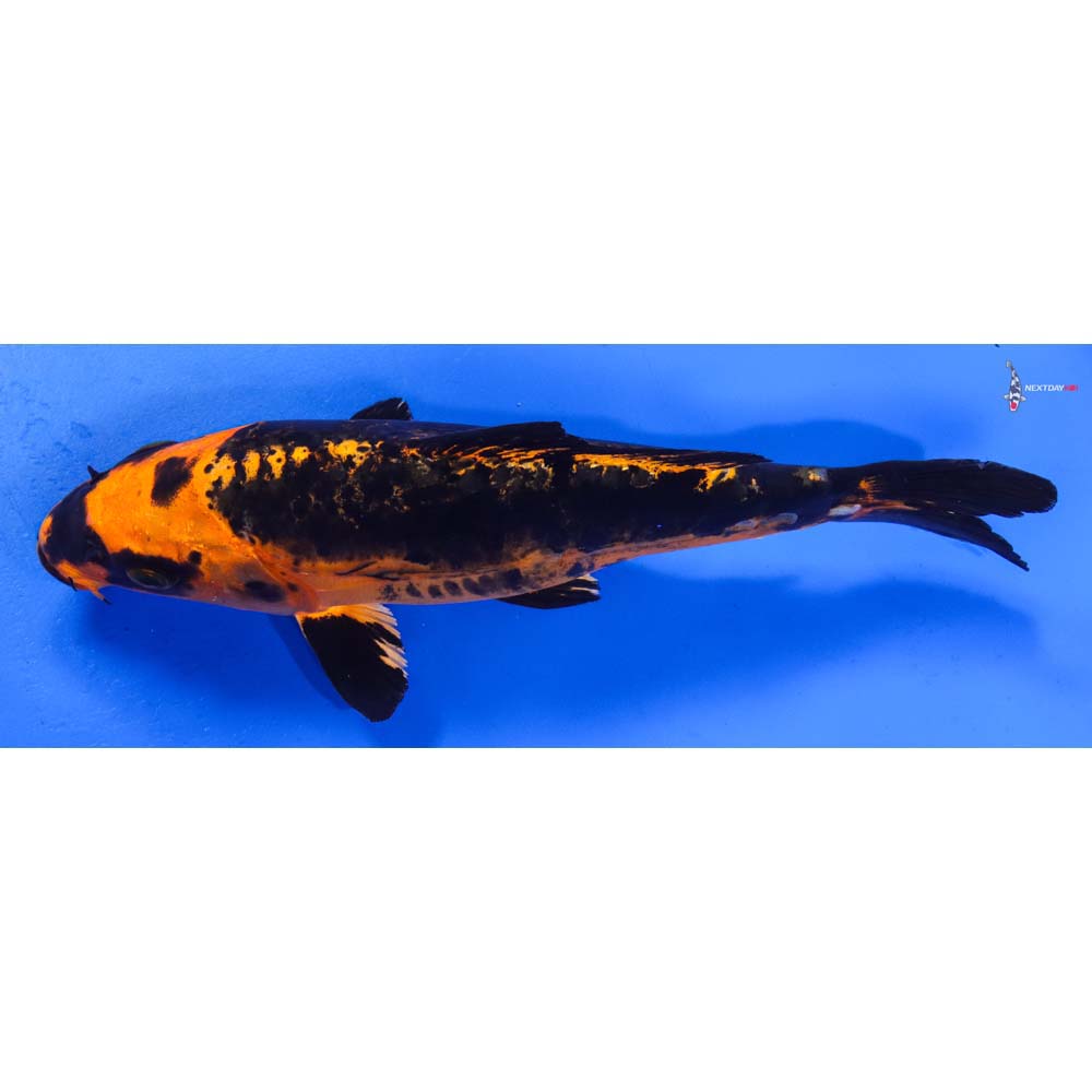 8.5” Imported Kin Kikokuryu