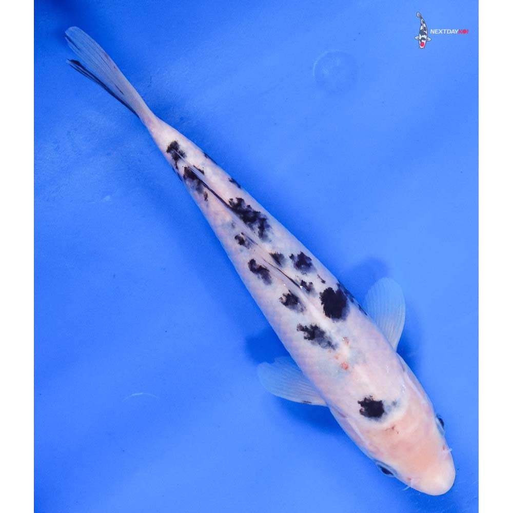 8.5” Imported Shiro Bekko