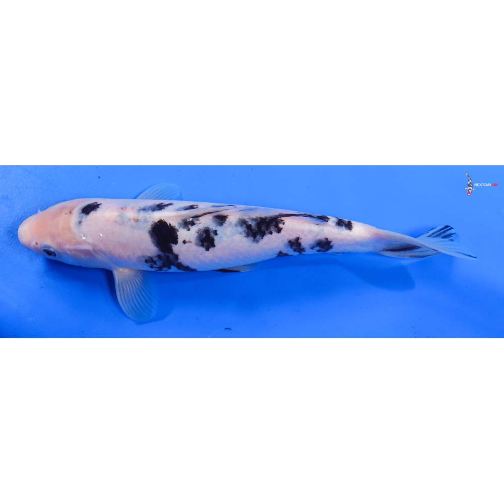 8.5” Imported Shiro Bekko