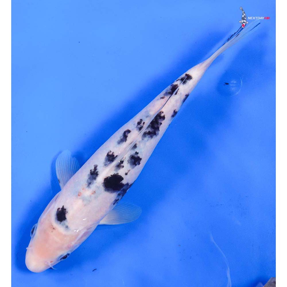 8.5” Imported Shiro Bekko