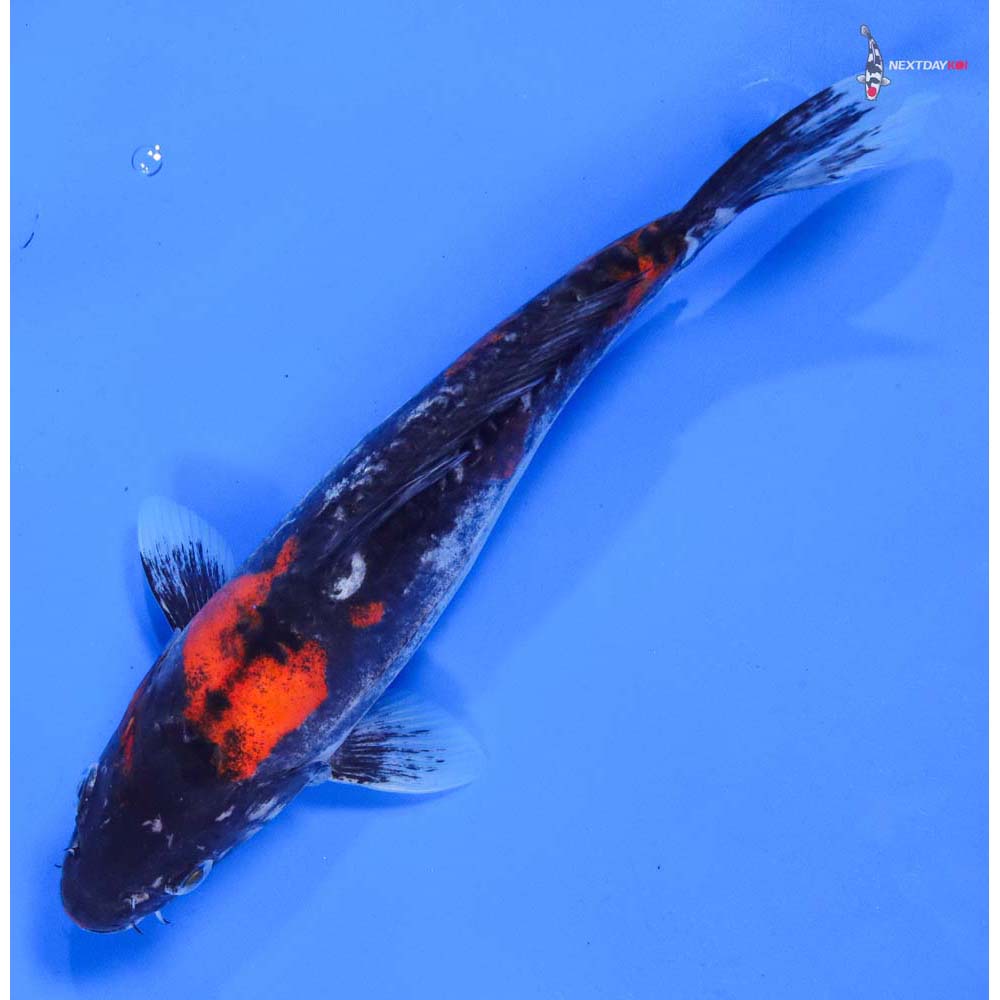 8.5” Imported Doitsu Goshiki