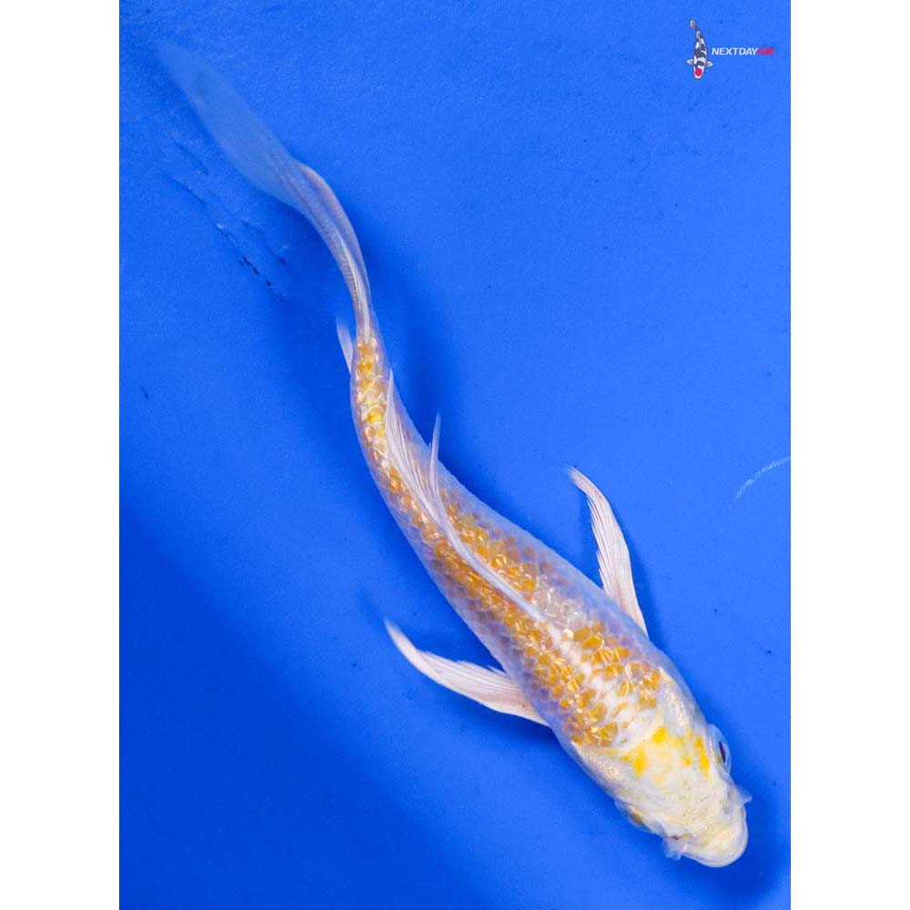 4” Imported Gin Rin Lemon Hariwake Butterfly Koi