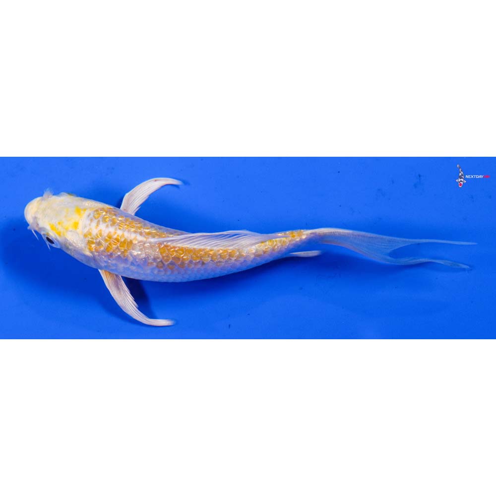 4” Imported Gin Rin Lemon Hariwake Butterfly Koi