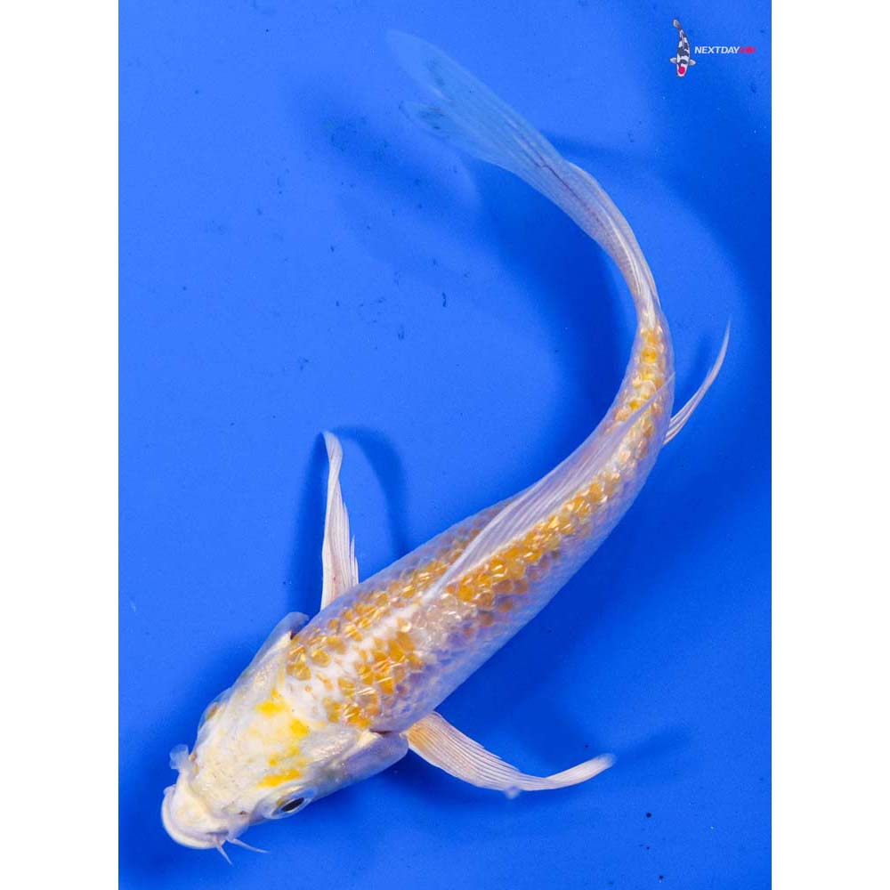 4” Imported Gin Rin Lemon Hariwake Butterfly Koi