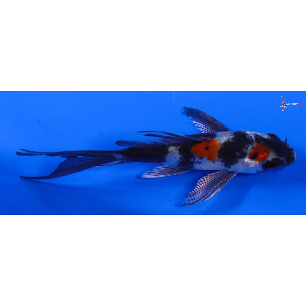 4” Imported Kin Showa Butterfly Koi