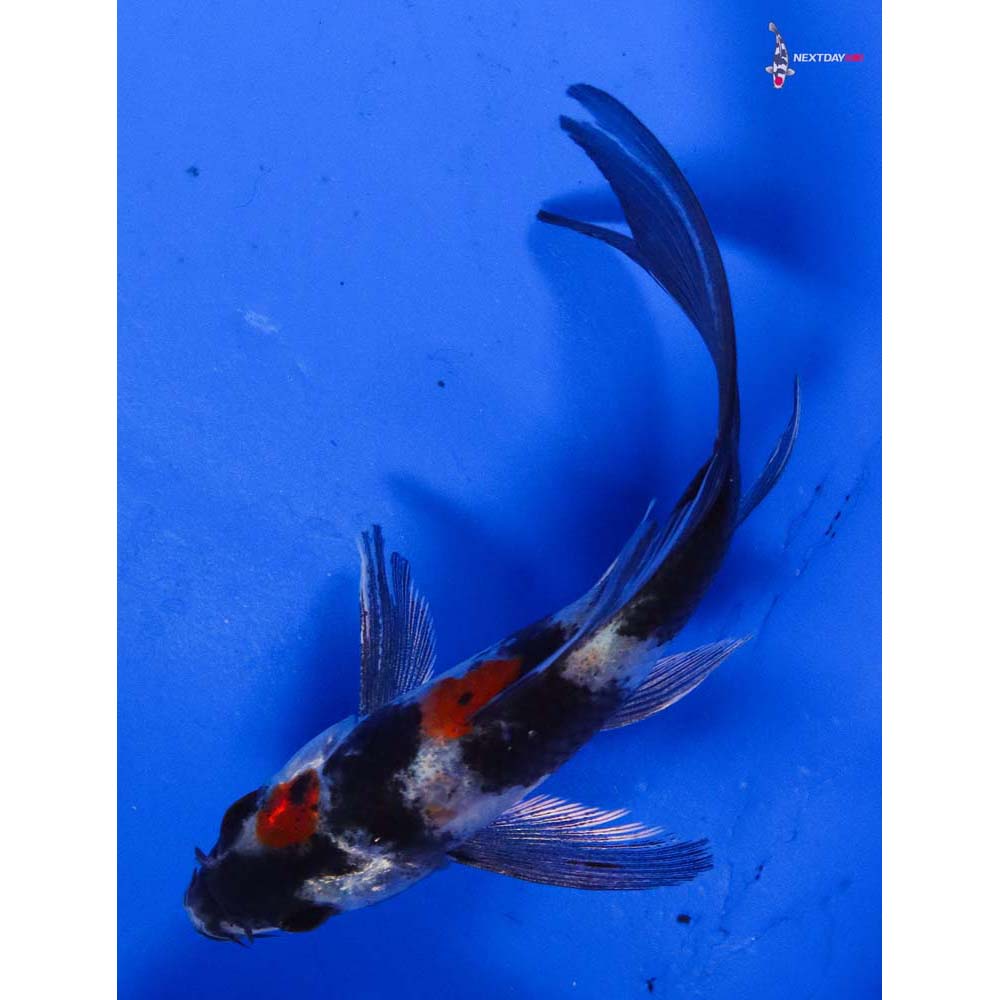 4” Imported Kin Showa Butterfly Koi