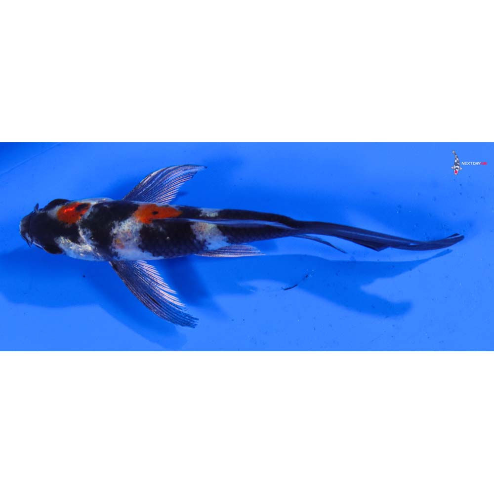 4” Imported Kin Showa Butterfly Koi