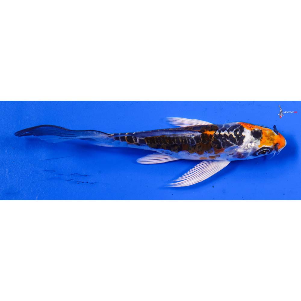 4” Imported Doitsu Kujaku Butterfly Koi