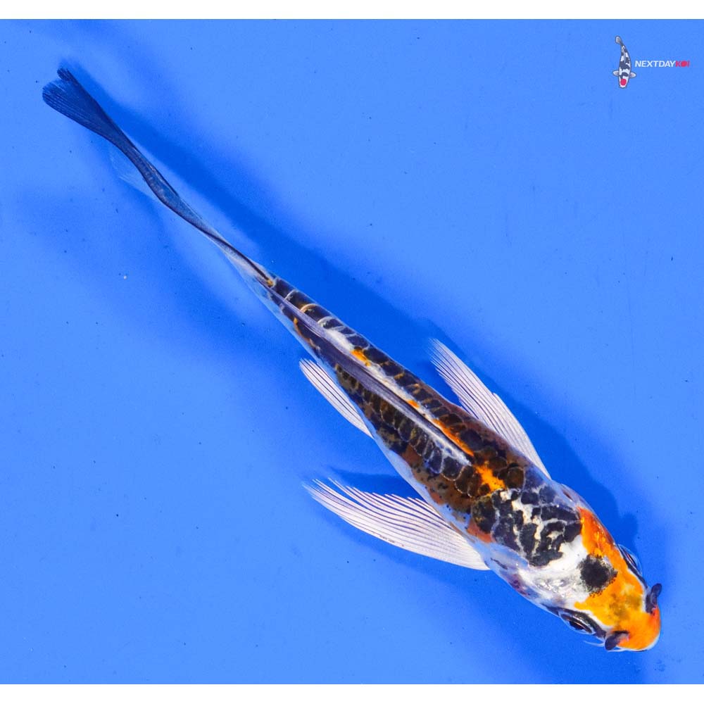 4” Imported Doitsu Kujaku Butterfly Koi