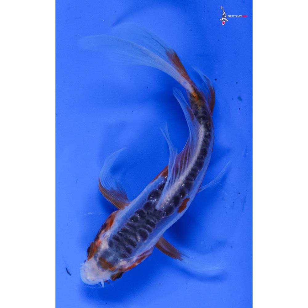 4.5” Imported Shusui Butterfly Koi
