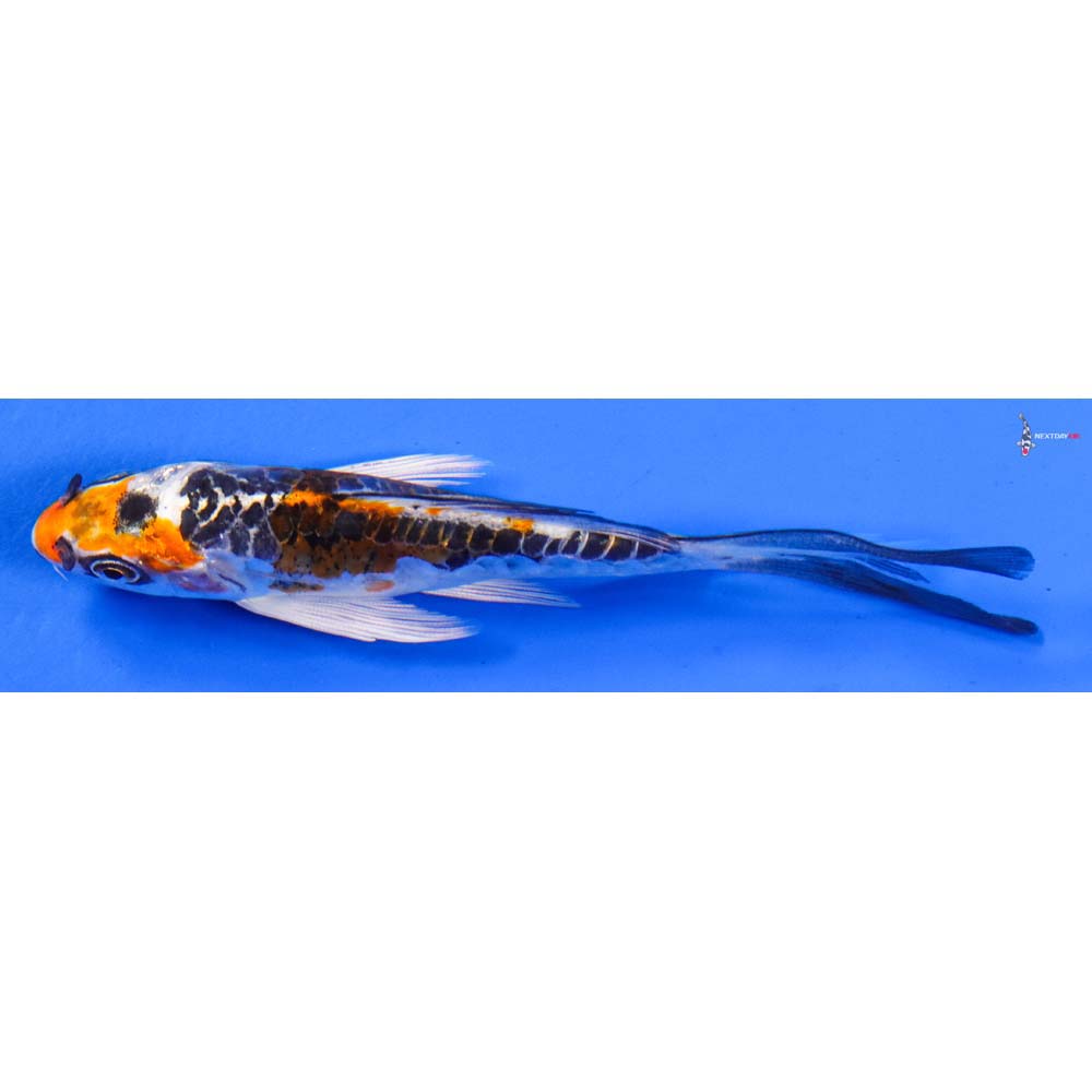 4” Imported Doitsu Kujaku Butterfly Koi