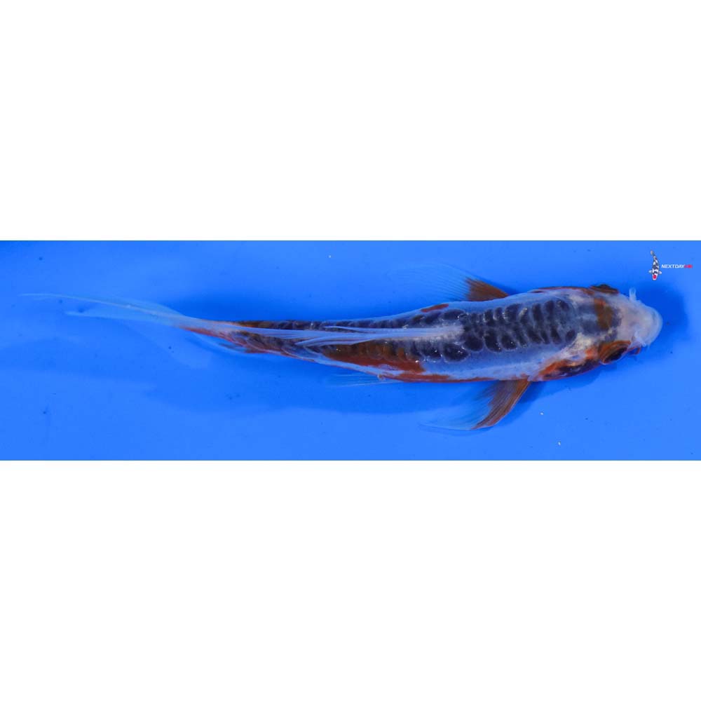 4.5” Imported Shusui Butterfly Koi