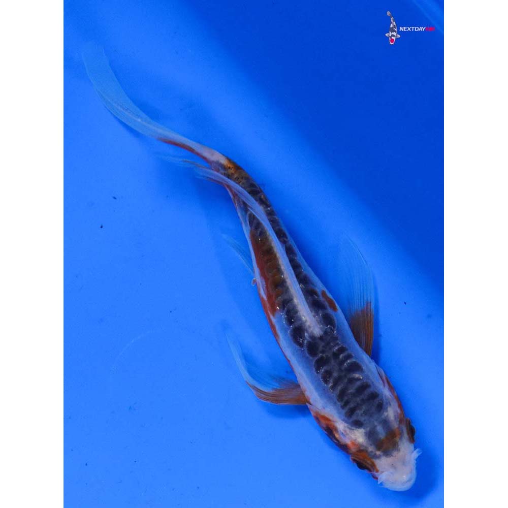 4.5” Imported Shusui Butterfly Koi