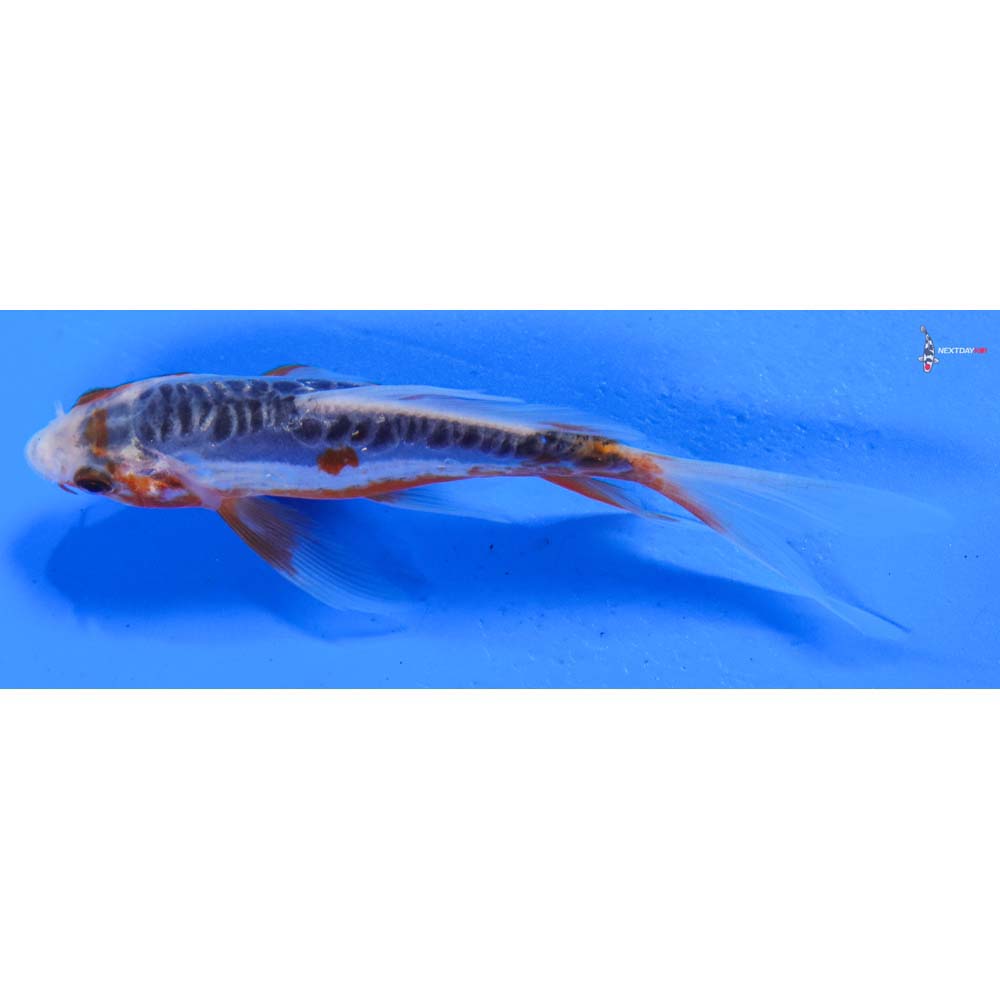 4.5” Imported Shusui Butterfly Koi