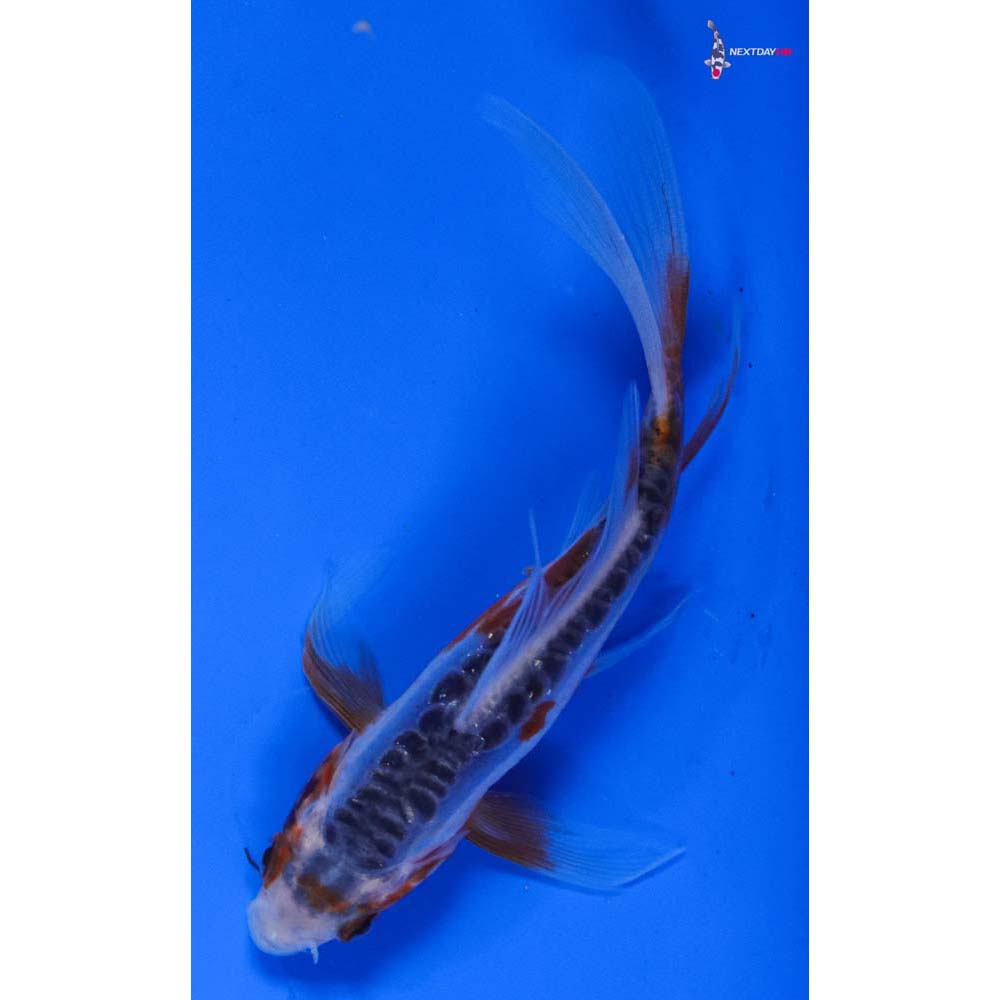4.5” Imported Shusui Butterfly Koi