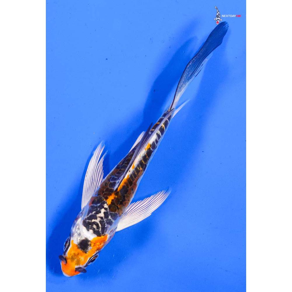 4” Imported Doitsu Kujaku Butterfly Koi