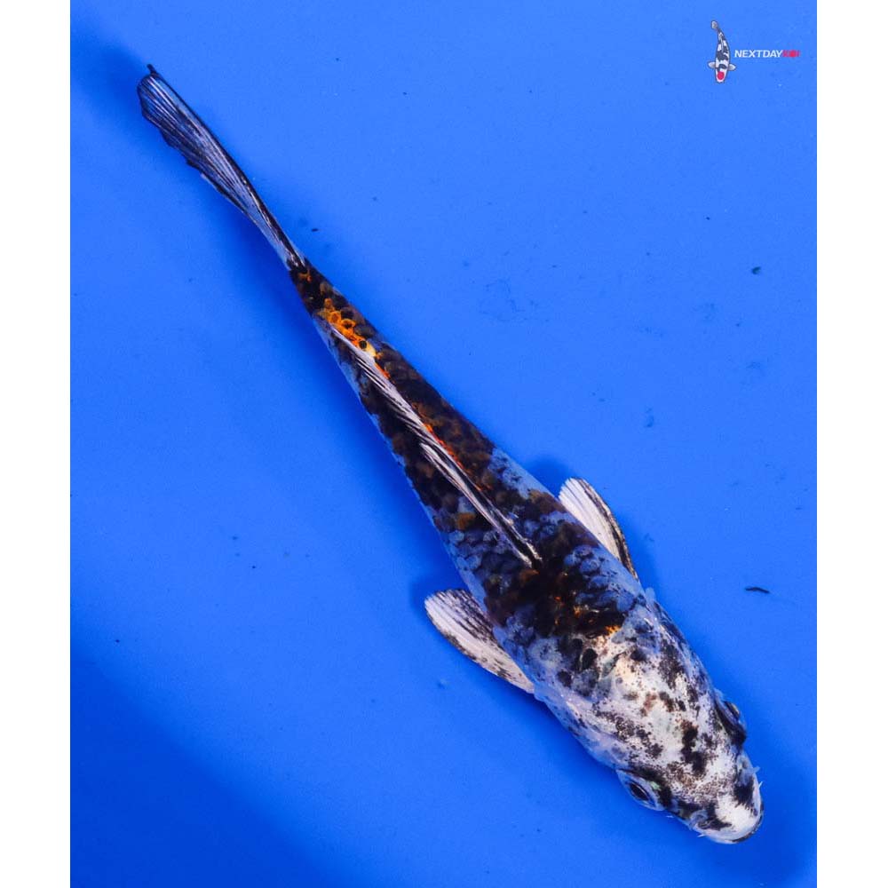 5” Imported Kujaku