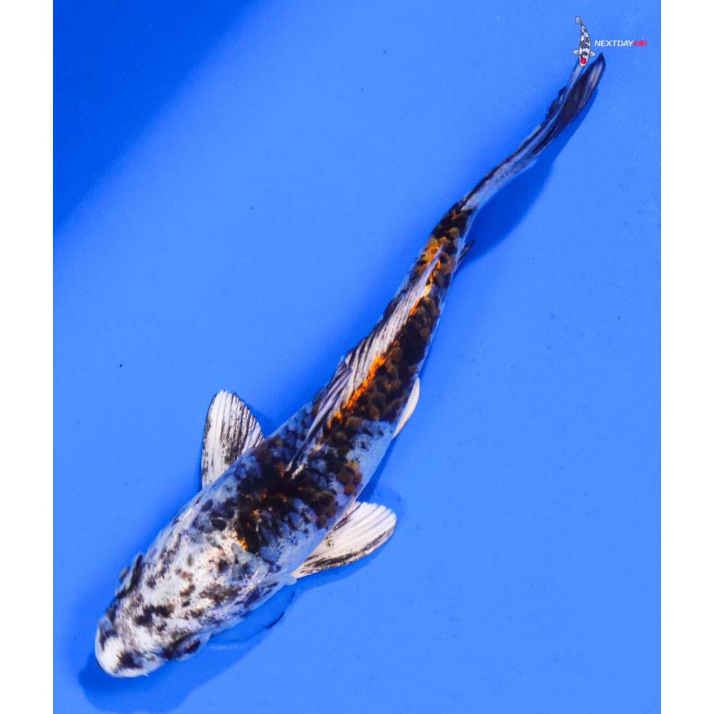 5” Imported Kujaku