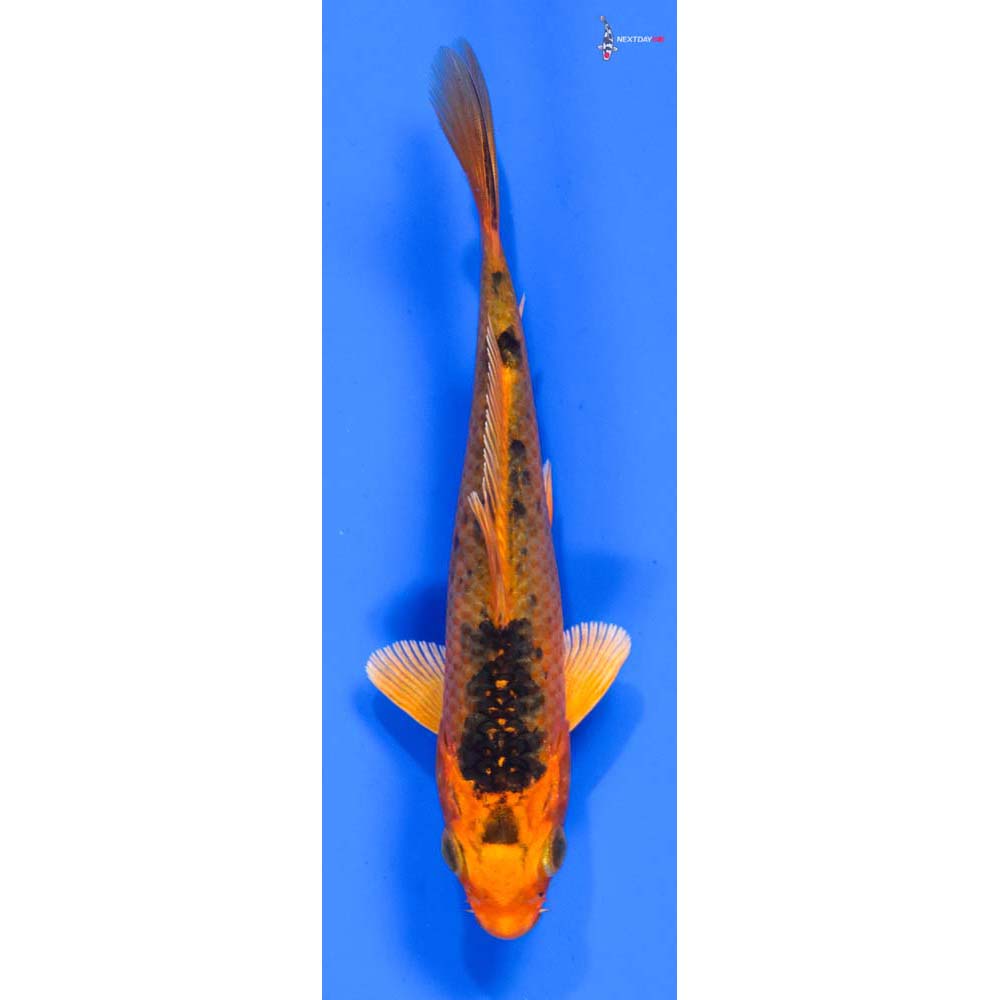 5.5” Imported Orenji Matsuba