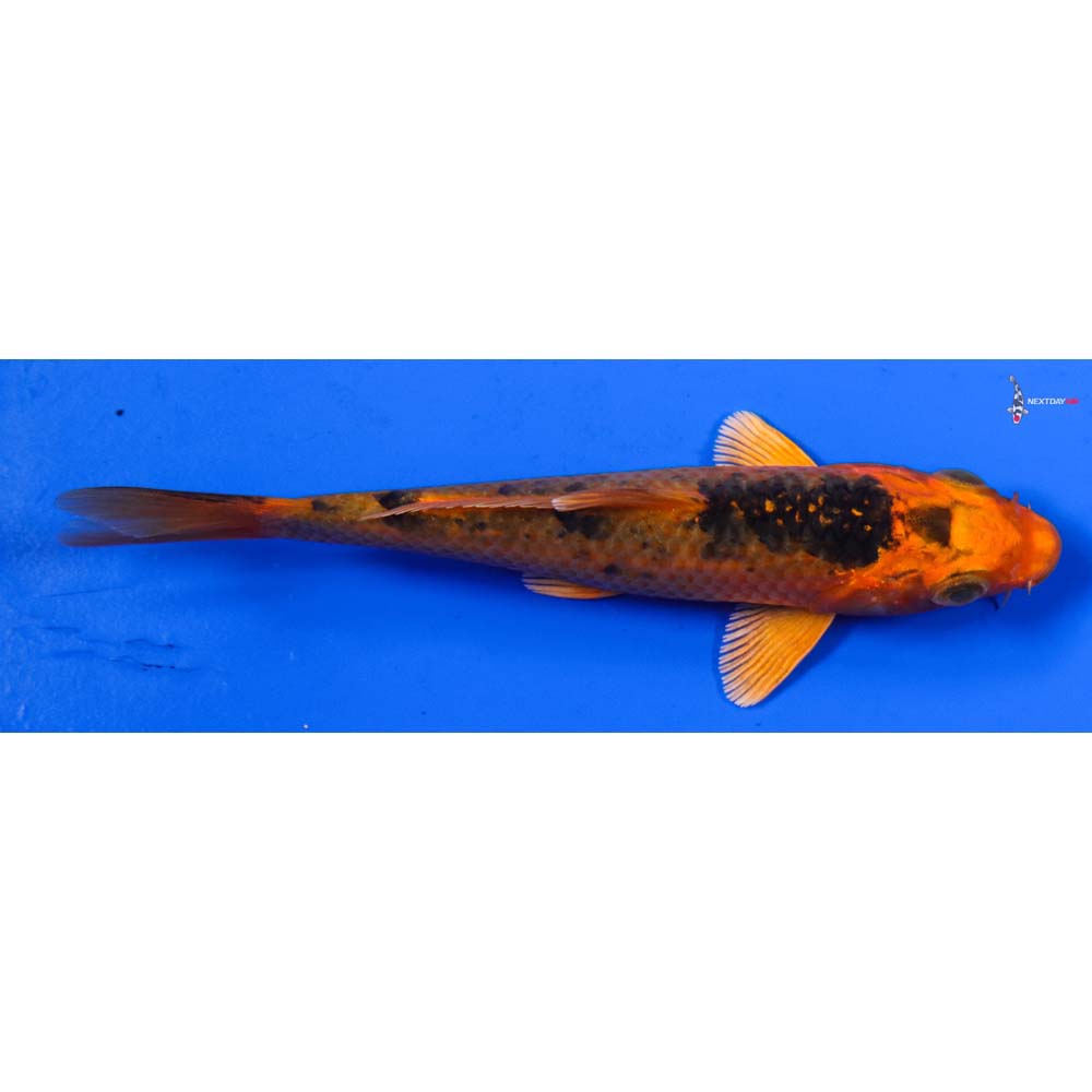 5.5” Imported Orenji Matsuba